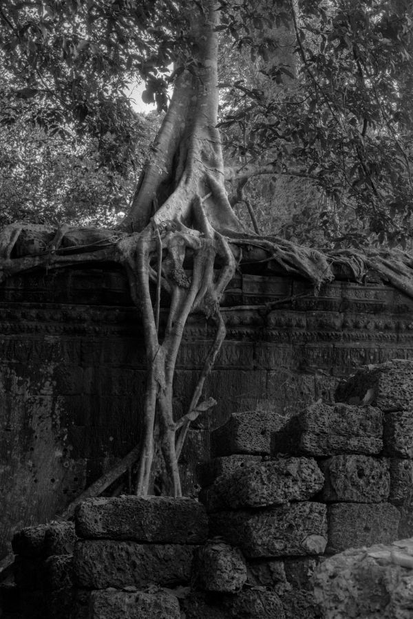 ta prohm-161.jpg